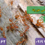 سمپاشی مورچه