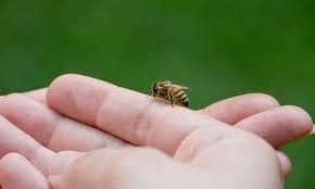 زنبور در محیط زندگی انسان