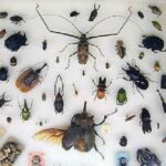 انواع حشرات موذی کدامند و به چه روش‌هایی وارد منازل می‌شوند؟